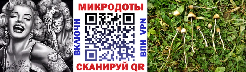 Псилоцибиновые грибы GOLDEN TEACHER  Купить  Камбарка 